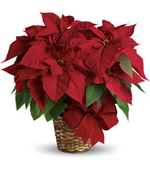 Red Poinsettia from Backstage Florist in Richardson, Texas